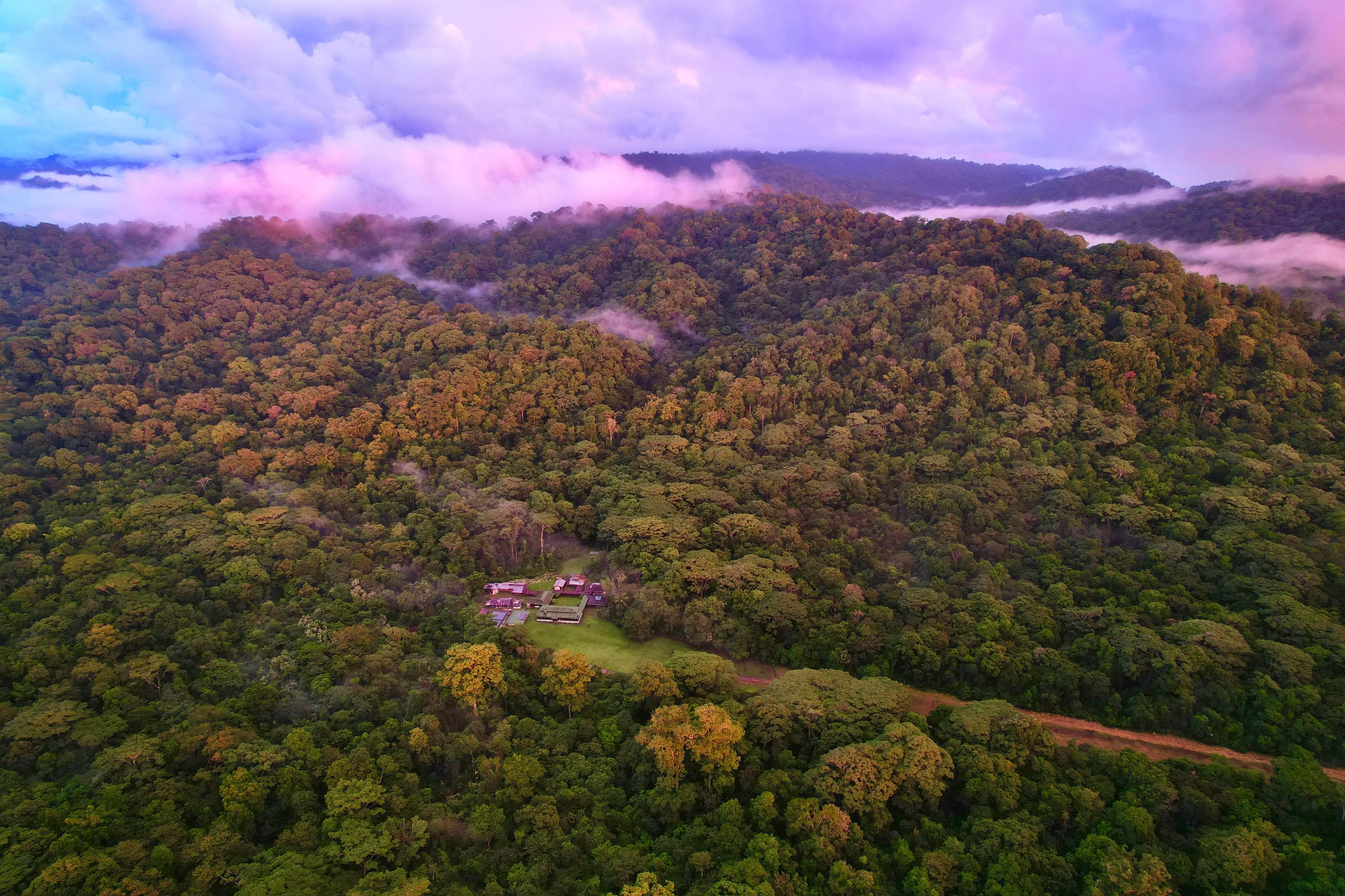 Vida silvestre en el Parque Nacional Corcovado