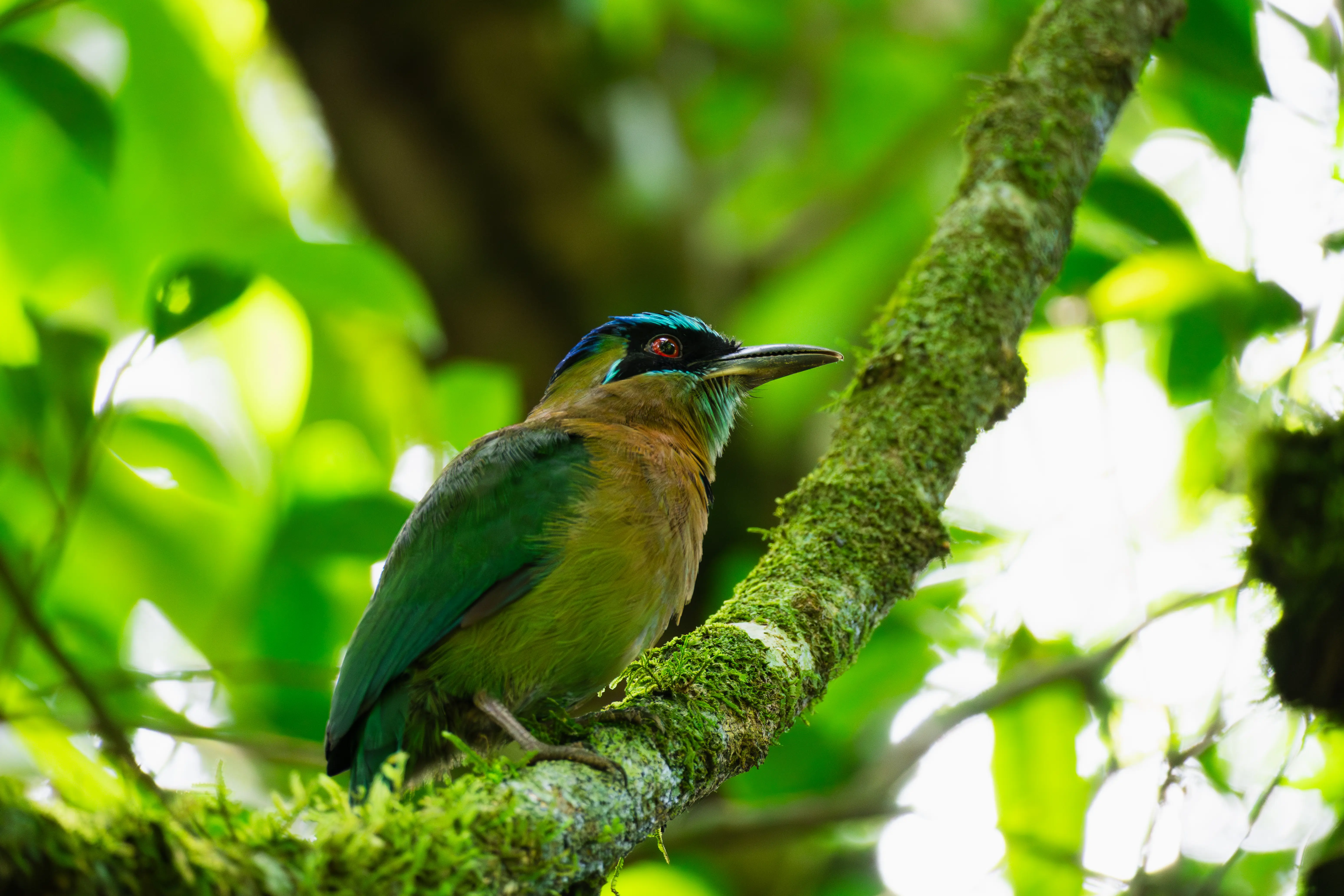 Vida silvestre en el Parque Nacional Corcovado